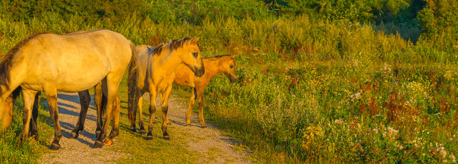 Horses in a bright field with colorful wild flowers at sunrise in a early summer morning with a blue sky, Almere, Flevoland, The Netherlands, August 6, 2020 © Naj