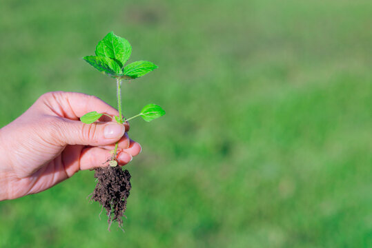 Weed is removing from field by hand pulling. Uprooted weed plant in farmer's hand.green blurry background