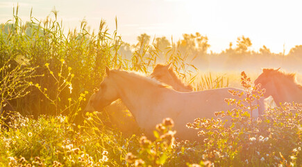 Horses in a bright field with colorful wild flowers at sunrise in a early summer morning with a blue sky, Almere, Flevoland, The Netherlands, August 6, 2020 © Naj
