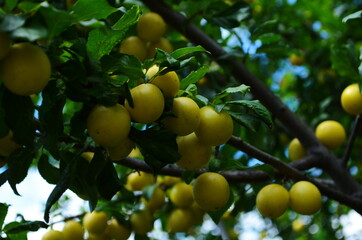 Fruits of cherry-plum on tree. Ripe gifts of nature. Fruits of yellow plum on tree branch in summer garden close-up. Ripe yellow berries of plum on branch with green leaves