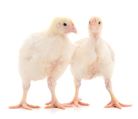 Two chicken or young broiler chickens.