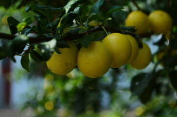 Fruits of cherry-plum on tree. Ripe gifts of nature. Fruits of yellow plum on tree branch in summer garden close-up. Ripe yellow berries of plum on branch with green leaves