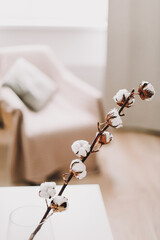 Cotton branch on white background. Dried  fluffy cotton flowers. Floral Background. space for text, selective focus 
