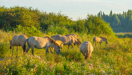 Horses in a bright field with colorful wild flowers at sunrise in a early summer morning with a blue sky, Almere, Flevoland, The Netherlands, August 6, 2020 © Naj