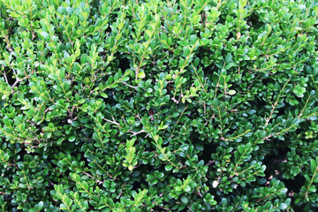 Fototapeta na wymiar natural green foliage hedge bush shrub close-up