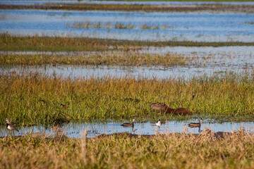 Capybara and ducks at wetland - Mato Grosso do Sul - Brazil