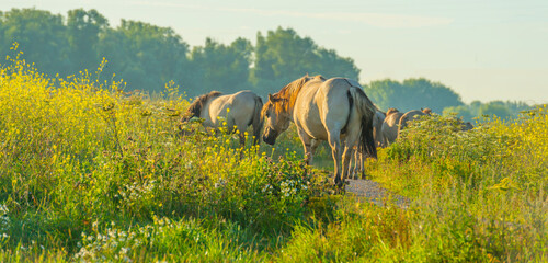 Horses in a bright field with colorful wild flowers at sunrise in a early summer morning with a blue sky, Almere, Flevoland, The Netherlands, August 6, 2020 © Naj