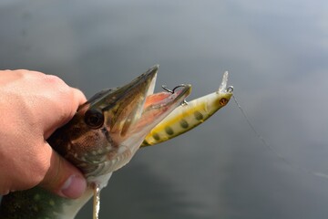 Summer fishing, pike fishing, spinning on the lake