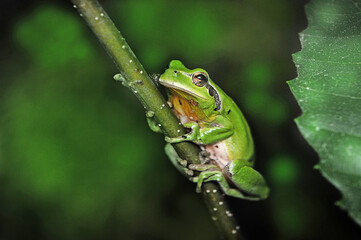 European green tree frog