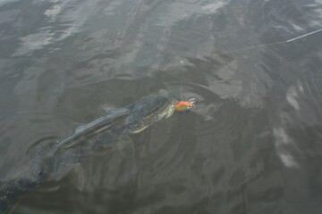 Summer fishing, pike fishing, spinning on the lake