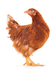 Brown hen isolated.