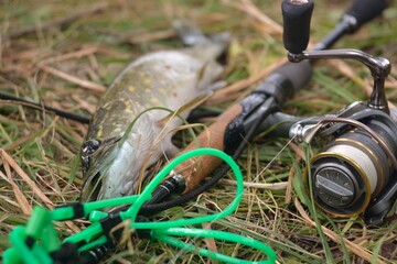 Summer fishing, pike fishing, spinning on the lake