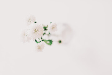 White chrysanthemum in vase on white background. Holiday, wedding, birthday concept. Copy space, top view. Minimal style