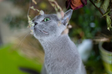 Russian blue kitten went out for a walk, is interested in flowers and wild plants. Fresh air in the village. Cat with green eyes. Cat sits on the table.