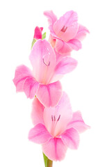 Fototapeta na wymiar Beautiful pink gladiolus flower. Blank of congratulatory card.