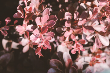 Purple branch of a decorative evergreen barberry shrub. Latin name - Berberis thunbergii Coronita. Selective focus. Beautiful purple shrubs on the backyard. Gardening concept.