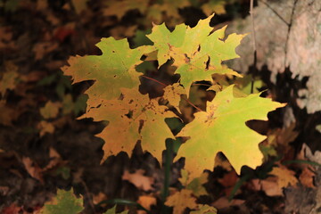 カナダのトロント郊外のハートレーク保護公園　Heart Lake Conservation Park