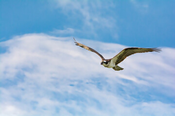 Osprey flying 