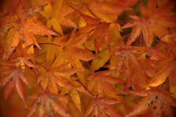  Ahornblätter mit Herbstfärbung