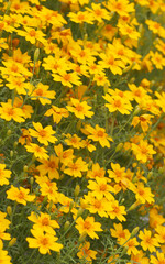 Background of blooming yellow flowers