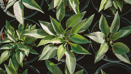 Obraz premium Hosta leaves pattern background. Bushes of the Hosta plant in pots for transport in a gardening store. Hosta - an ornamental plant for landscaping park and garden design. Summer plants wallpaper.