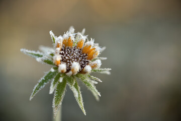 Eine frostige Blüte