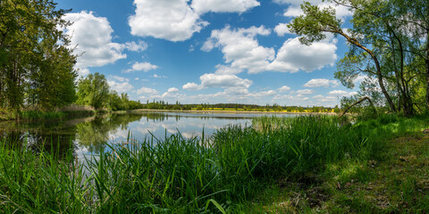 panorama white clouds on blue sky over pond with reeds in foregr