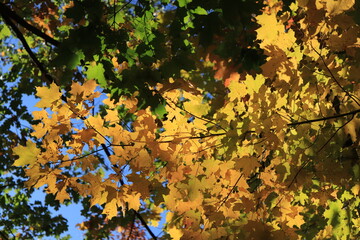 カナダのトロント郊外のハートレーク保護公園　Heart Lake Conservation Park