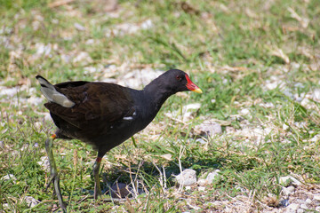 Common moohern (Gallinula chloropus) walking on the grass. Profile portrait.