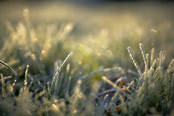 Raureif auf Gras im Morgenlicht