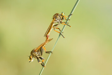 Robber Fly Matting on Leaf of Grass