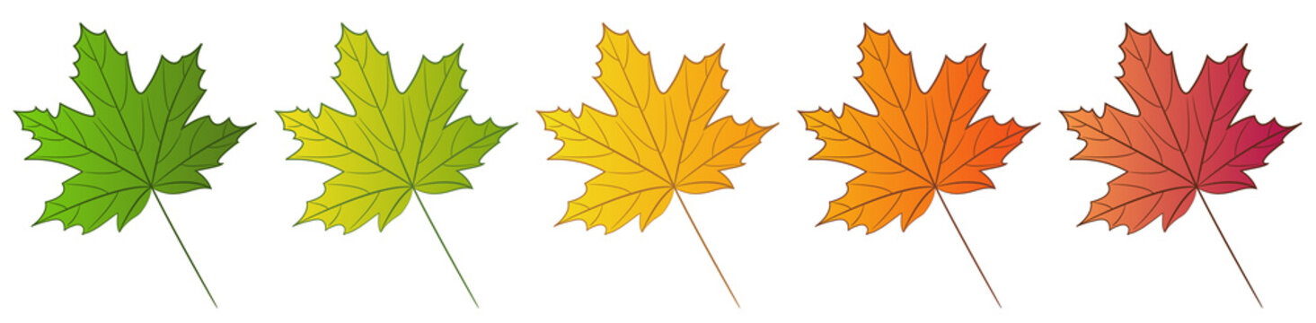 Maple leaf isolated on white background. Set of different color options. Summer green and autumn colors: yellow, orange, red. Vector illustration.