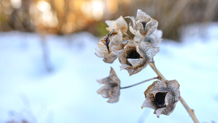 last year's dried flowers of a spring snow