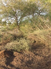 tree in the desert