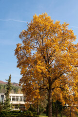 Naklejka premium autumn in the city