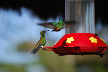 Hummingbird, Colibri © Don Perucho
