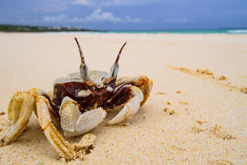 Grumpy Looking Crab Walking on Sandy Beach of Okinawa Japan