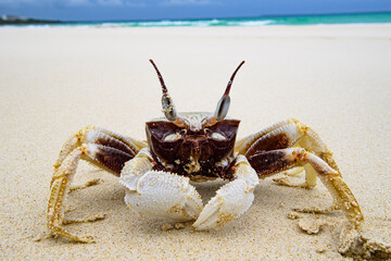 Grumpy Looking Crab Walking on Sandy Beach of Okinawa Japan