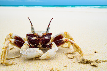 Grumpy Looking Crab Walking on Sandy Beach of Okinawa Japan