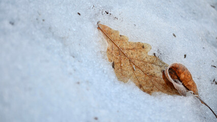 oak leaf spring morning in melting snow