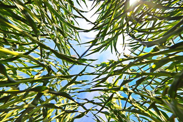 Fototapeta premium Mais Maisernte Natur Bio Landwirtschaft Bliesgau Saarland Bio Biosphäre Himmel Jagd Hunting nachhaltig Feld 