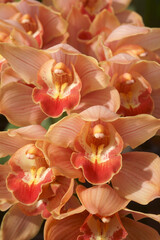 Close-up image of Boat orchid flowers