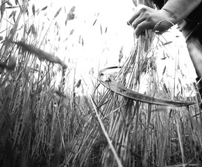 Heuernte Getreideernte Feld  Natur zu Hause Sichel Nostalgie Landwirtschaft bio nachhaltig Feld Getreidefeld Handarbeit 