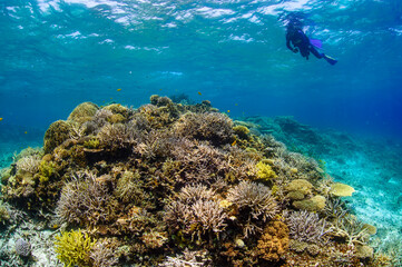 Beautiful Colorful Rich Coral Reefs of Yabiji Miyako Island Okinawa in Crystal Clear Water