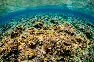 Naklejka na ściany i meble Beautiful Colorful Rich Coral Reefs of Yabiji Miyako Island Okinawa in Crystal Clear Water