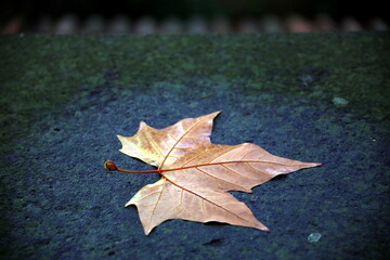 Dry leaf wet from rain, on the stone