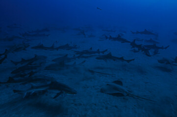 Obraz premium Group of banded hound sharks underwater in Chiba, Japan