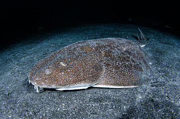 angel shark underwater in chiba, japan