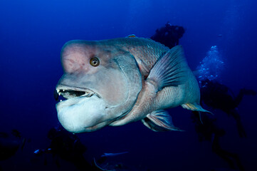 Portrait Close up Fish Face Asian Sheepshead Wrasse Underwater in Chiba, Japan