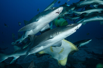 Fototapeta premium frenzy of banded hound sharks swimming underwater in chiba, japan